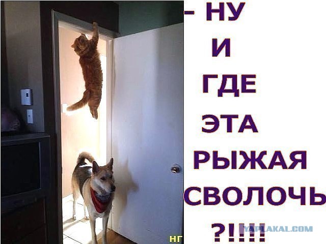 Чё за хня творится?
