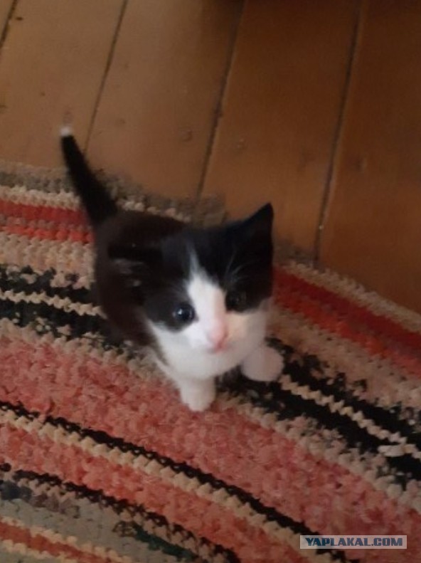 Котята