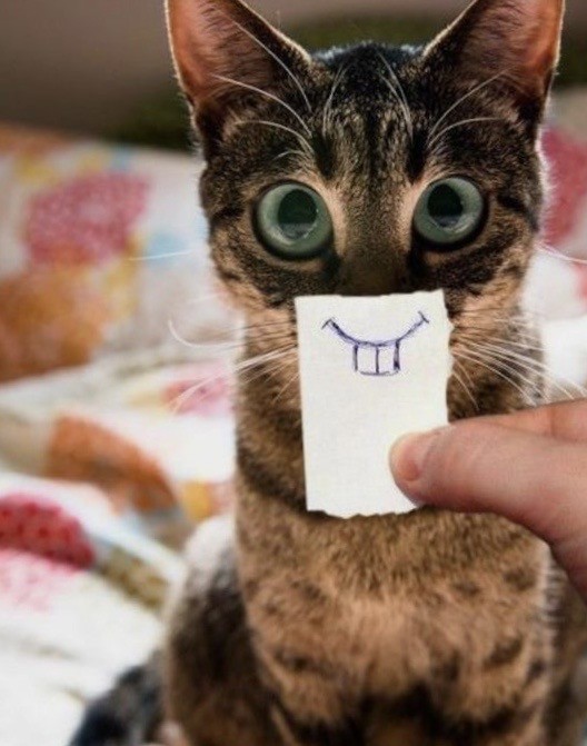 Коты - мастера на все лапы
