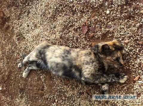 Хочу дачу на канарах!