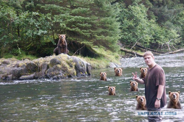 Ему сказали, что медведи не умеют плавать