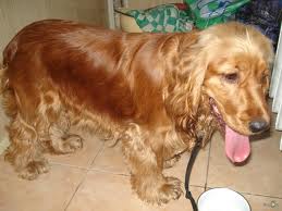 Породы собак для семьи