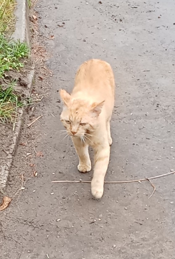 Кот мусульманин.
