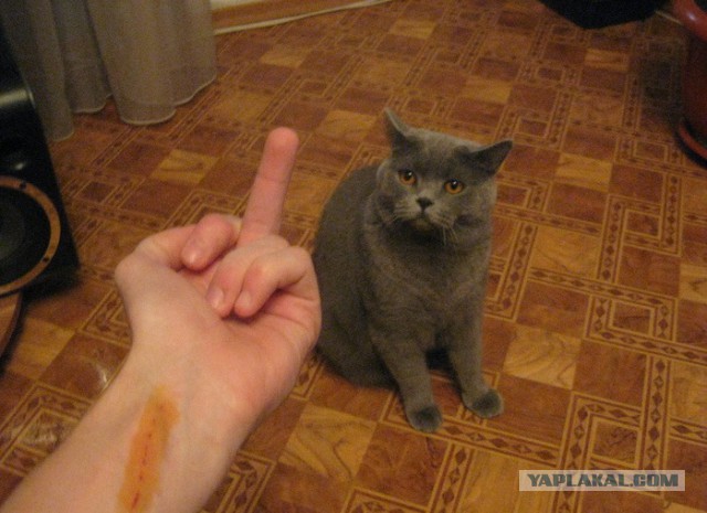 Котовторник 18.03.2014