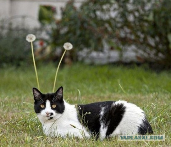 Котовторник 6.05.2014