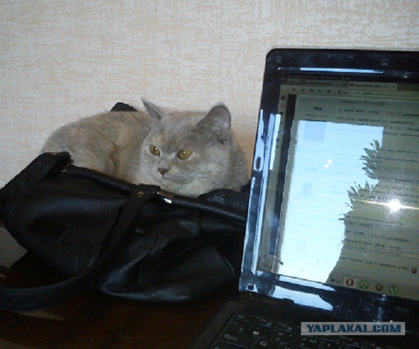 Котовторник 15.07.2014.