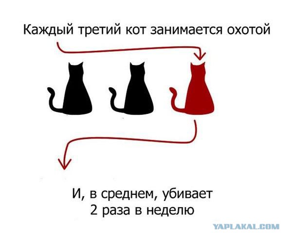 Жадный котенок и свеженькая мышь