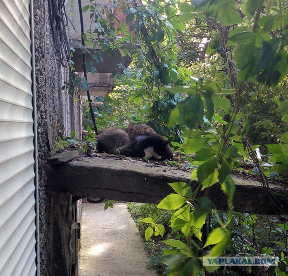 Котовторник 25.08.2015