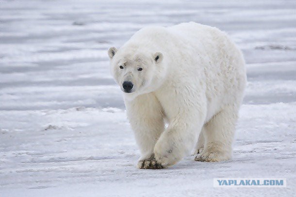 Самые сильные укусы в мире животных