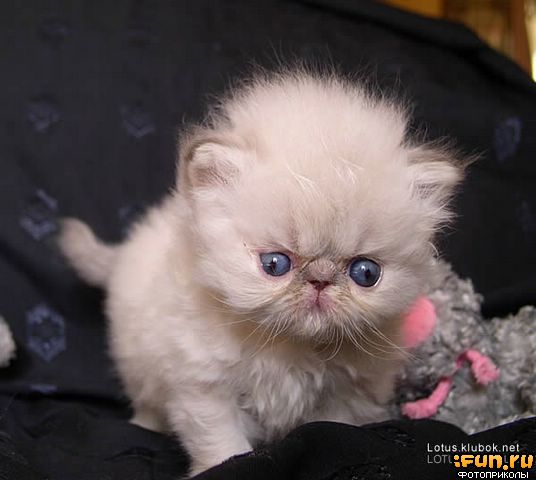 Коты, кошки, котята
