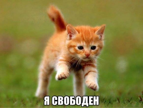 Мохнатые беспредельщики