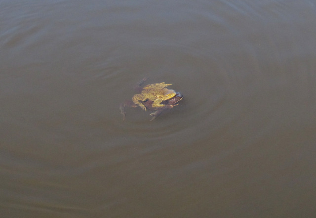 Сплав по реке Оскол