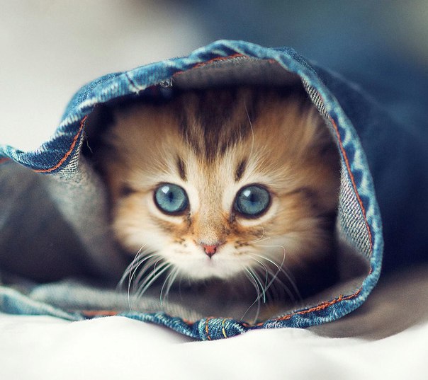 Прикольные животные