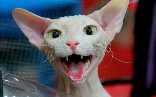 Коты из сети