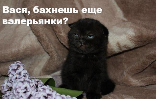 Юмор не для всех
