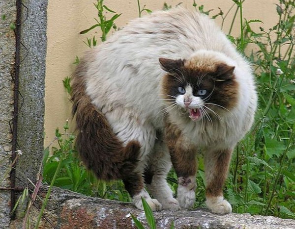 Коты и Кошки