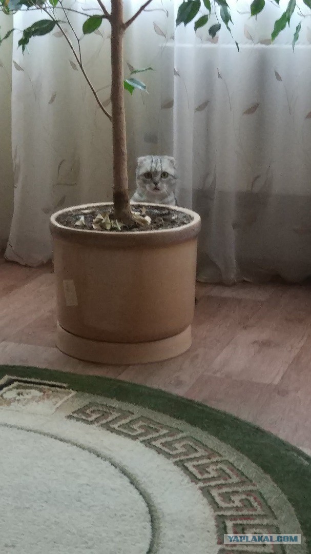 Котовторник  05.12.2017