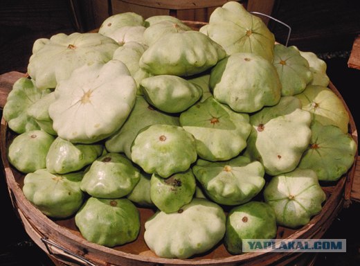 Сумерки. Сага чего то там.