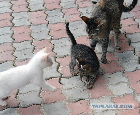 Ура, котовторник! (01.07.2008)