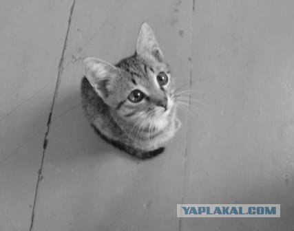 Внимание! На ЯПе КОТОВТОРНИК. 23.09.08.