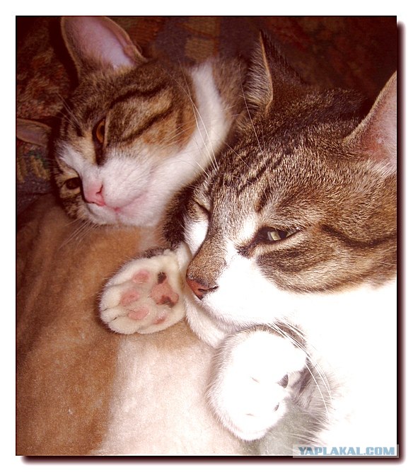 Коты на вторник на ЯПлакалъ (07.10.2008)