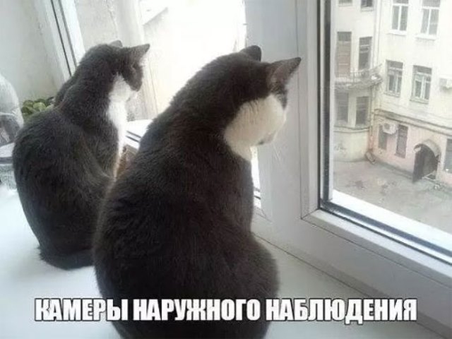Котовторник (20.11.18)