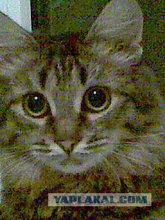 Котовторник 17.04.2012