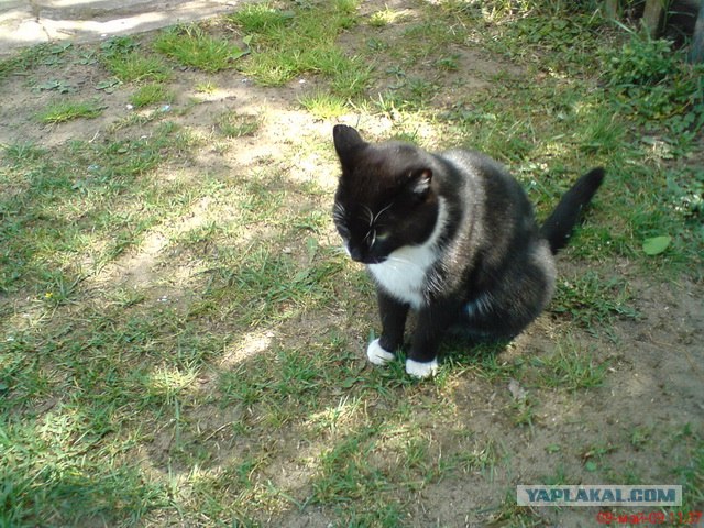 Котовторник 12.02.13