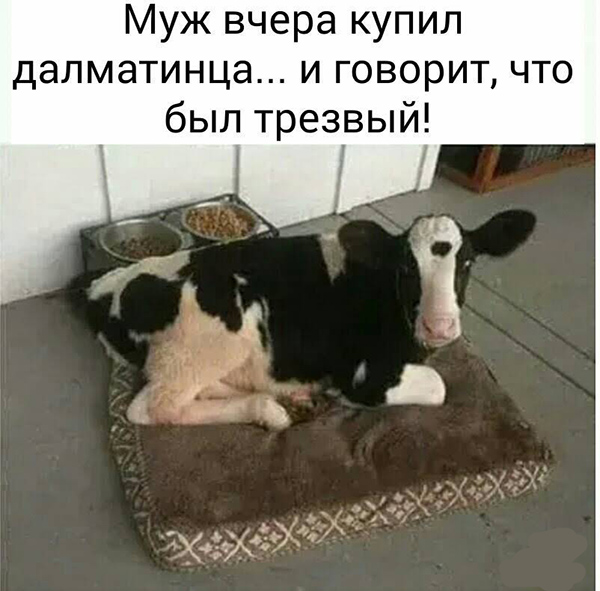 Прикольные комментарии и высказывания из Сети