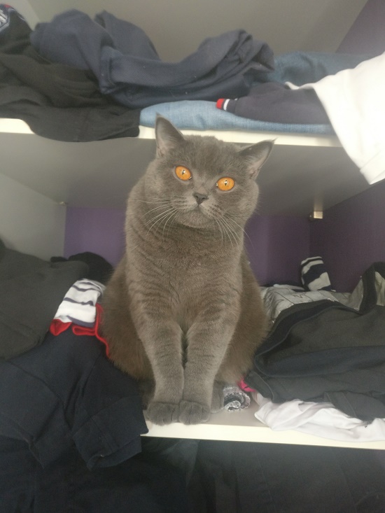 Котовторник 20.10.20