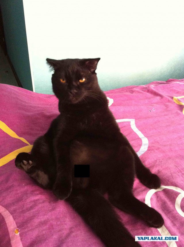 Хоба! Котовторник!