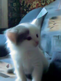 Котовторник 30.04.2013