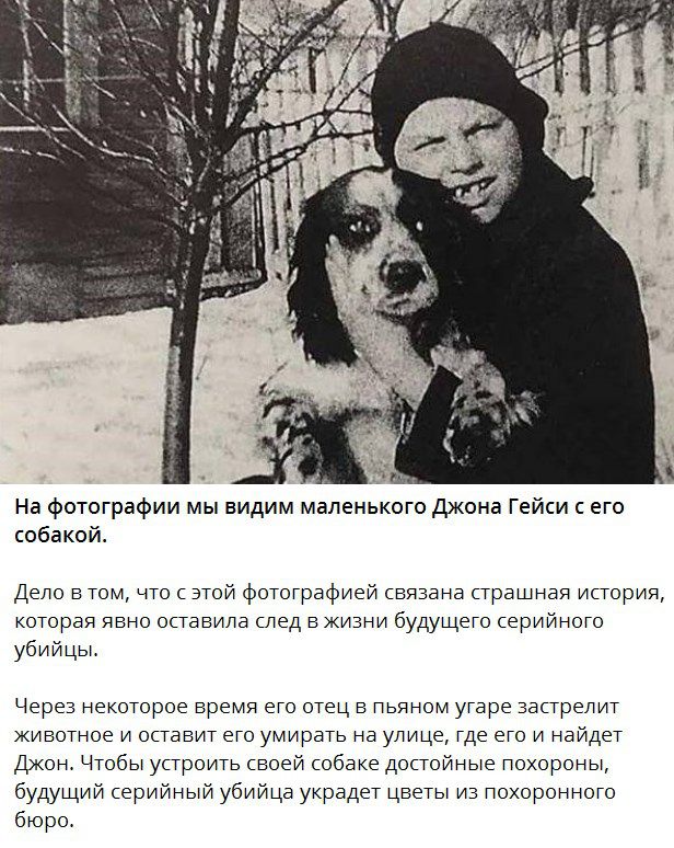 Собаки из истории в картинках
