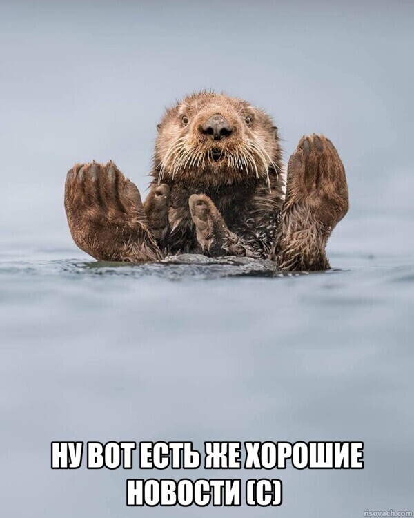 Финалисты премии «Комедийная фотография дикой природы»