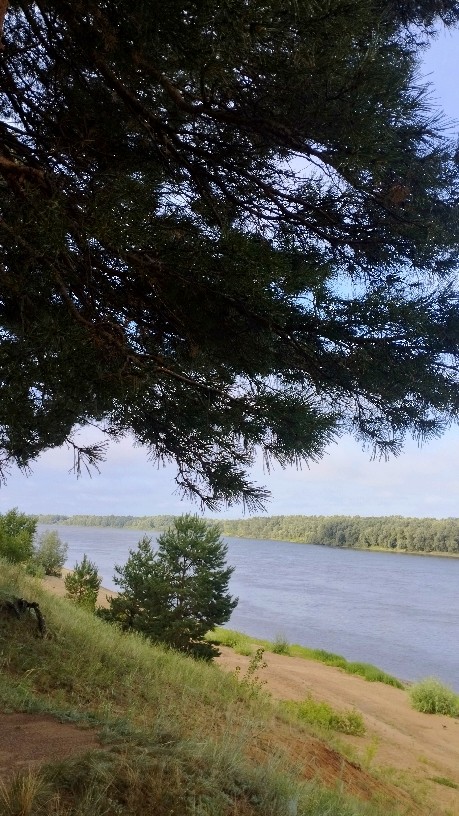 Нашёл камень, похожий на моляр мамонта.