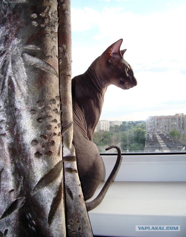 Породы кошек. Часть 1