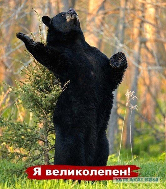 Черный волк