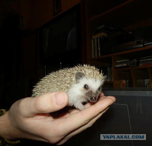 Первый Йожик 2014