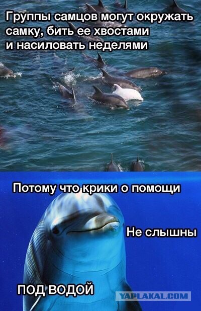 Удивительные и малоизвестные факты о дельфинах