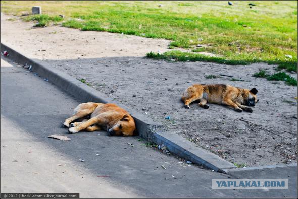 Сами мы не местные...