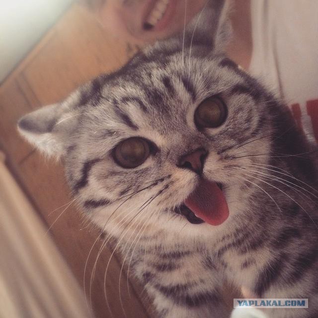 Котовторник 16.06.2015., Котовторник наступил!