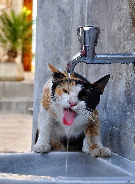 Котэподборка