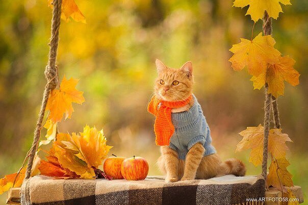 Котовторник наступил!:)