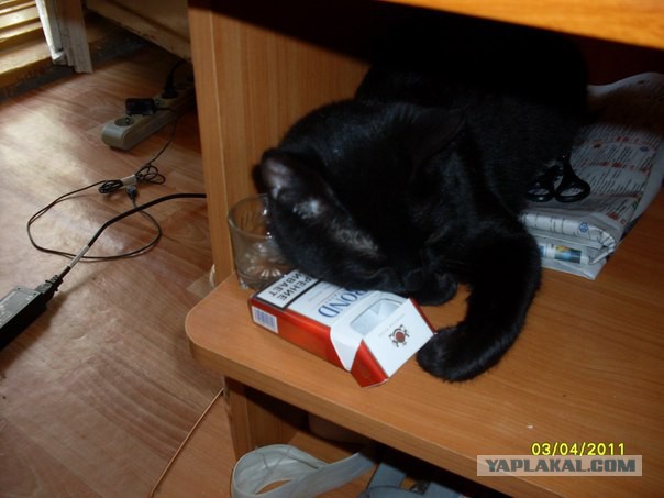 Котовторник 22.12.2015