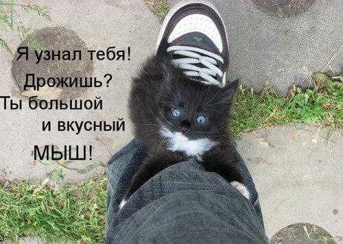 Веселые картинки