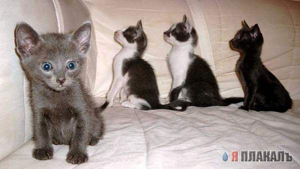 Коты, кошки, котята