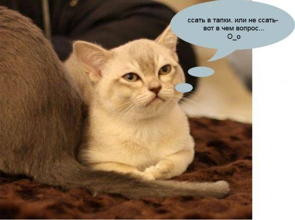 Коты из сети