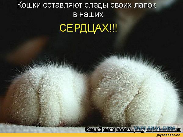 Ее мама-кошка вынесла из подвала и умоляла людей забрать единственного выжившего котенка...