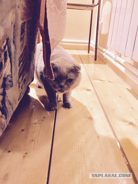Котовторник  14.02.2017