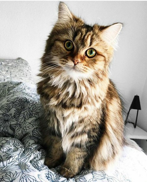 Коты и Кошки